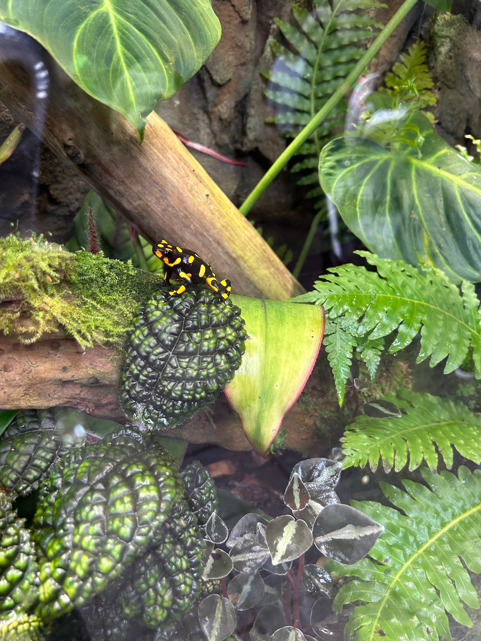 Frog exhibit inside the greenhouse