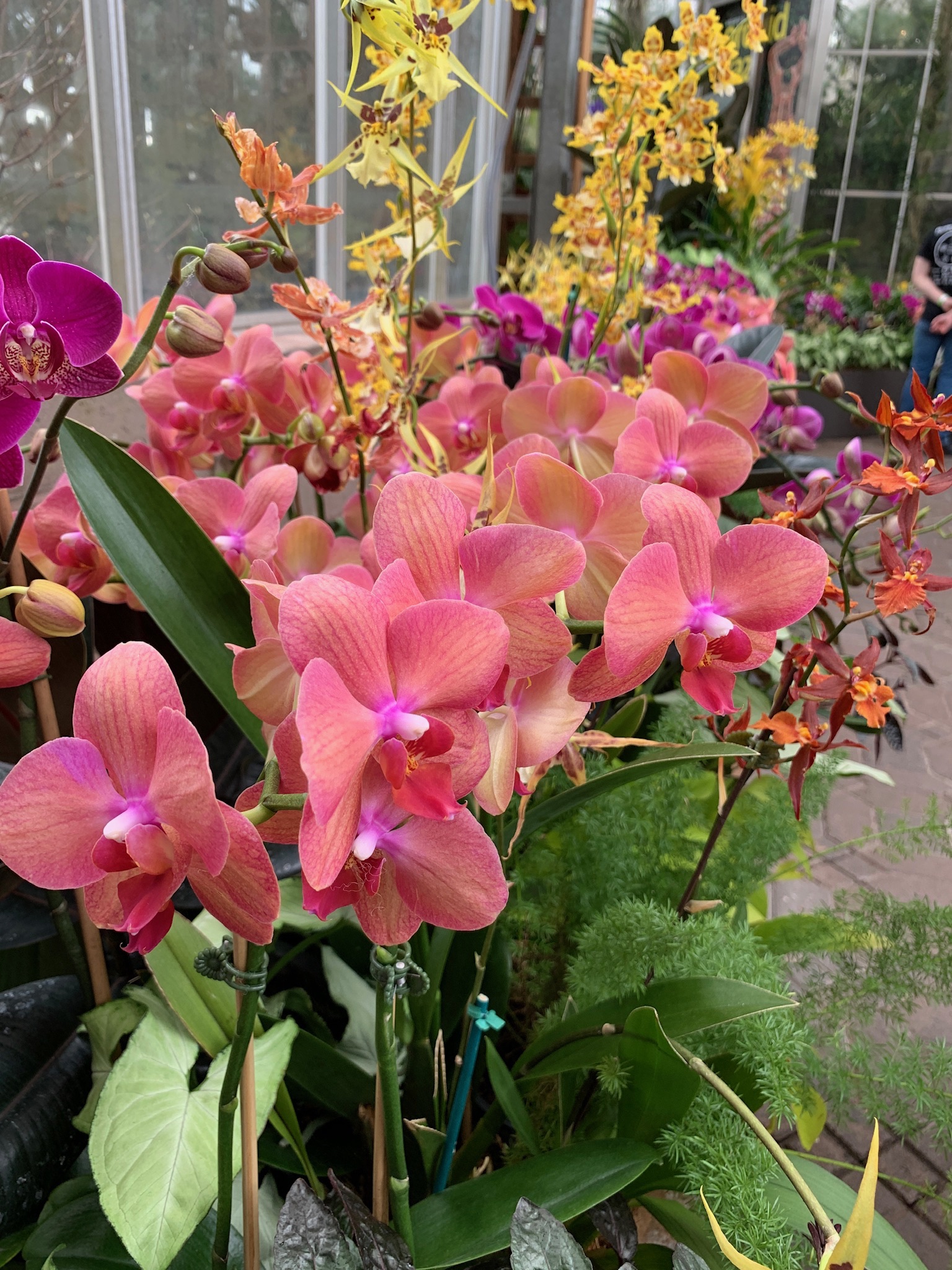 Pink orchids in the greenhouse