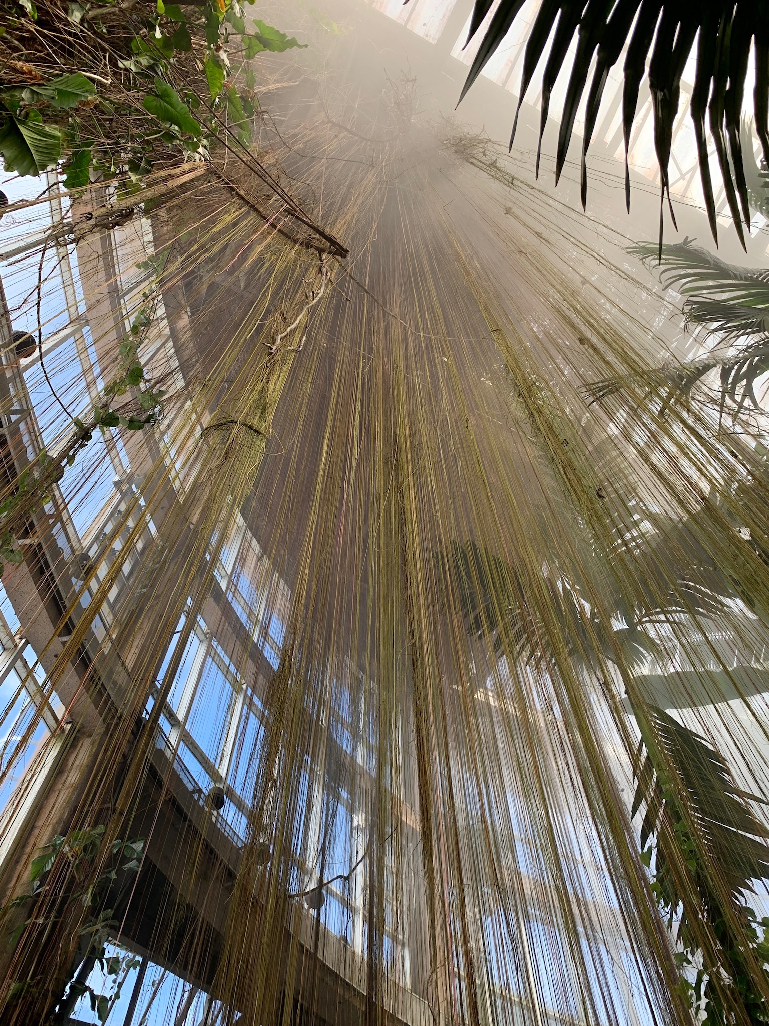 Palm fronds and glass ceiling inside the greenhouse