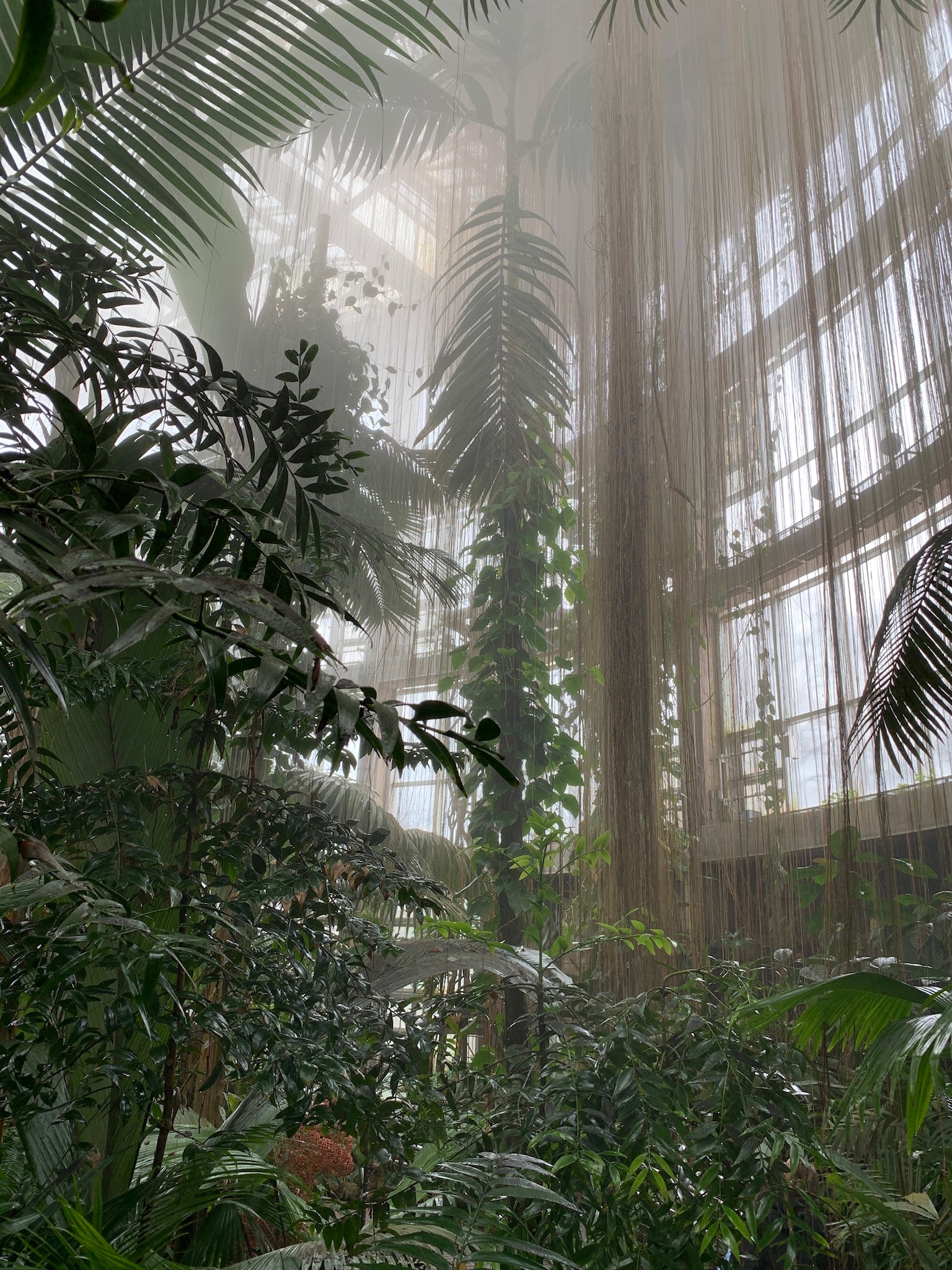 Layered tropical greenery inside the greenhouse